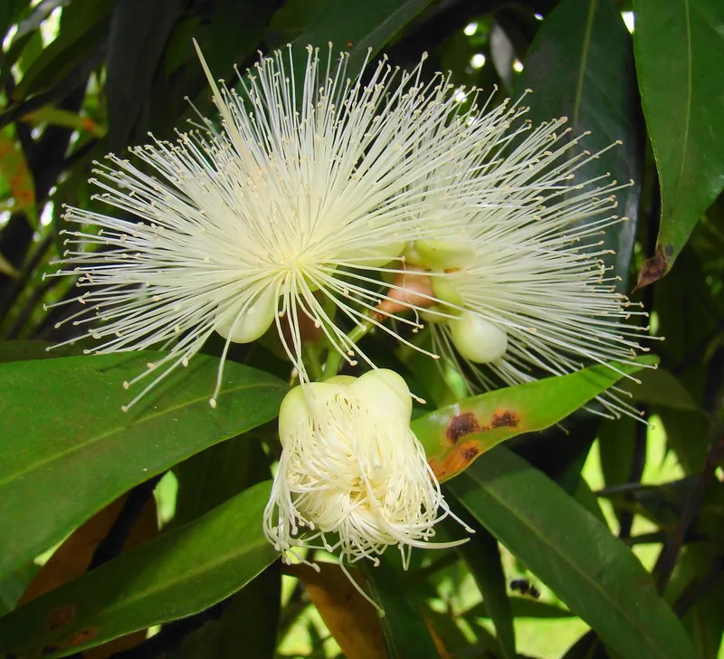 The Tropical Spice Garden near Batu Ferringhi
